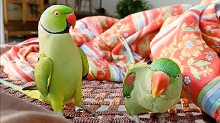 Indian Ringneck Parrot Feeding Alexandrine Parrot [upl. by Acinelav]