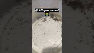 All betta fries are dead😭 na friends nannu vadilesi vellipoyay😭 comment subscribe supportme frnds [upl. by Swehttam896]