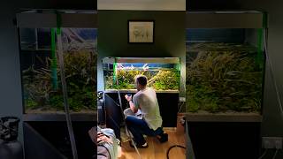 OASE HIGHLINE 400 5 YEAR OLD AQUARIUM  wait until the end georgefarmerstudios oase aquascape [upl. by Iramat]