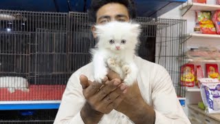 Persian cat price in Lahore  Tollinton market Lahore  pet market  cat shop  MMB pet lover [upl. by Uzzial873]