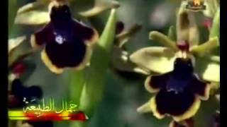 الغابه السوداء  فيلم وثائقي [upl. by Norda891]