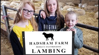 Visiting The Lambs At Hadsham Farm [upl. by Duval891]