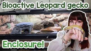 Bioactive leopard gecko enclosure DIY grout background [upl. by Eeniffar]