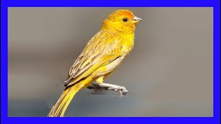 Jilguero Argentino Cantando  Saffron Finch Singing  Sicalis Flaveola [upl. by Branscum]