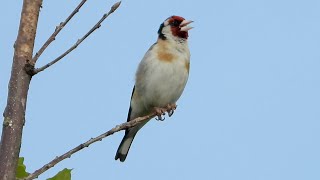 European Goldfinch  Distelfink  Carduelis carduelis  singing [upl. by Euqinor]