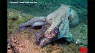 Octopus Brains UNCUT 30MINUTE VERSION [upl. by Keever]