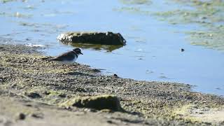 Chorlo Semipalnmeado Charadrius semipalmatus [upl. by Behn]