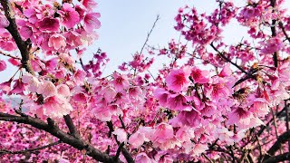 台北第一波賞櫻花況！2024陽明山平菁街42巷櫻花盛開！Yangmingshan cherry blossoms in bloom [upl. by Isoais]