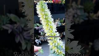 Chinese Dunce Cap Orostachys Iwarenge succulentsplanterspot succulant australia balconygarden [upl. by Inness]