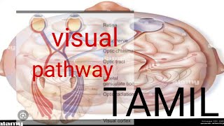 visual pathway  physiology in tamil physiotamil physiology [upl. by Igor]