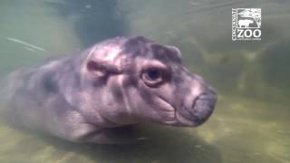 Premature Baby Hippo Fiona Adult Pool GoPro  Cincinnati Zoo [upl. by Stringer]