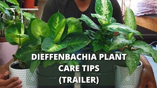 Dieffenbachia Plant Easiest Care Tips and Tricks  Trailer  shorts [upl. by Arlene]