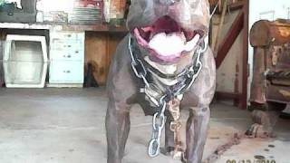 AMERICAN BULLY BREEDING   BLUE SWAGGER LINE KENNELSquot [upl. by Airamas]