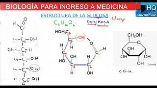 ¿Que es la glucosa [upl. by Lleynad164]