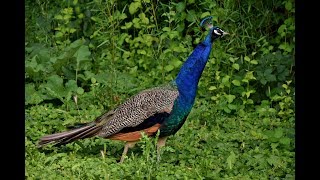 Pfau bei der Nahrungssuche [upl. by Elatia]