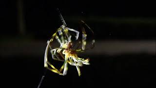 ジョロウグモの共食い Trichonephila clavata [upl. by Anaet306]