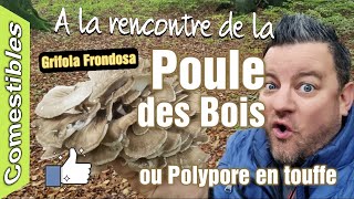 A la rencontre de la Poule des Bois ou Polypore en touffe Grifola Frondosa [upl. by Nossah]