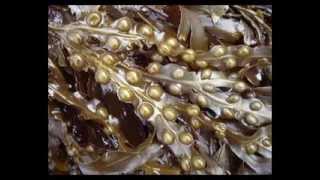 Bladderwrack Herb Benefits [upl. by Palua]