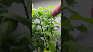 Aerogarden indoor garden 🪴 tomatoes basil thaibasil dill [upl. by Besnard]