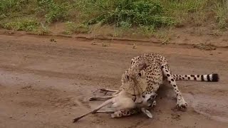 shorts PetFunny😆😆 The cheetah caught a duiker and the antelope kept wailing and begging for merc [upl. by Aneloaup838]