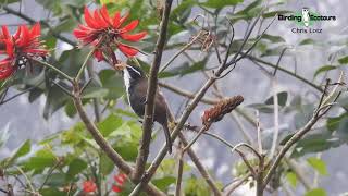 Indian Scimitar Babbler Singing  India Birding Tours [upl. by Wat]