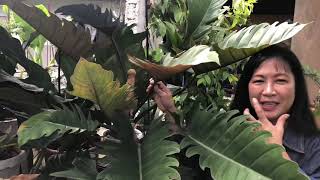 What is Serratum Philodendron [upl. by Magavern]