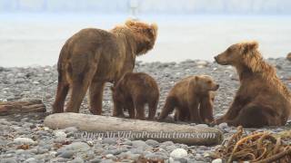 Alaskas Great Kodiak Bears  Ayakulik Adventures [upl. by Iruam]