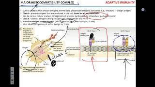 T cell activation [upl. by Eetsirhc]