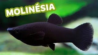 5 coisas que você PRECISA SABER sobre a MOLINÉSIA  Minha Fauna [upl. by Yasu]