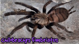 Chilobrachys Fimbriatus  Indian Violet [upl. by Areht185]