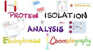 Protein Isolation Electrophoresis Isoelectric Focusing Chromatography amp Protein Analysis 🧐 🧪 [upl. by Drehcir]