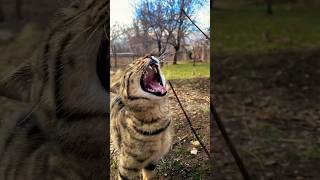 Cat yawning 🥱  cats yawning compilation  cute cat videos shorts funny catlover catshorts pet [upl. by Elish]