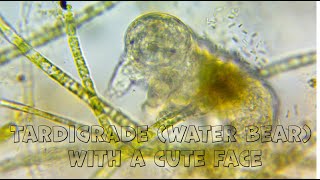 Tardigrade Water Bear  slowwalking animal with a cute face [upl. by Jacobs]