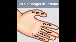 Vocabulaire français en images  Les noms des doigts de la main [upl. by Thacker]