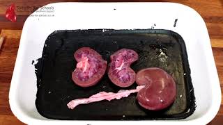 Kidney Excretory System Dissection GCSE A Level Biology NEET Practical Skills [upl. by Welcher]