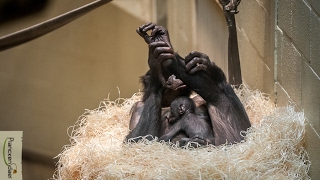 Vijftiende bonobobaby voor Planckendael [upl. by Cilurzo611]