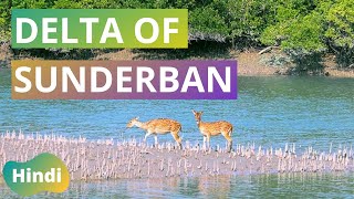 Sundarbans Delta  Delta of Sunderban Unit 2  सुंदरबन के डेल्टा  Lecture 19 [upl. by Anaugahs]