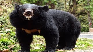 Bear Black Bear Slepping at zoo  Very Very Big BearAnimal Zone [upl. by Ynoble29]