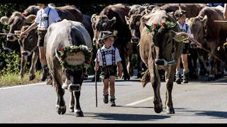 4K Viehscheid in Immenstadt Allgäu Germany 2024  A Journey into Bavarian Tradition [upl. by Venable]