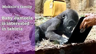 Mokolo’s family Baby gorilla Jameela is interested in tablets [upl. by Andi]