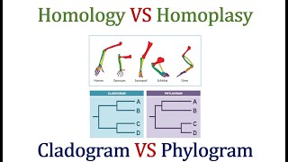 Homology VS Homoplasy amp Cladogram VS Phylogram [upl. by Novello800]