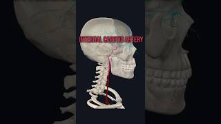 Internal Carotid Artery medshorts mbbsanatomy humananatomy humanbody medicom [upl. by Ahsitram]