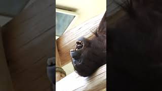 Is This the Funniest Orangutan Video Youll See Todayshortsfunnyvideoorangutansfunnyanimalzoo [upl. by Hubert]