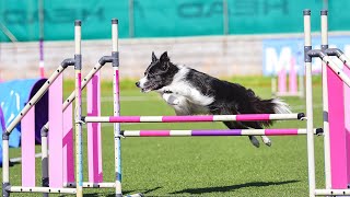 Moravia Open 2023🇨🇿 with border collie Astrid✨️ [upl. by Marlen]