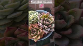 Echeverias coloratas💞🥰unshortunamaceta [upl. by Chlori]