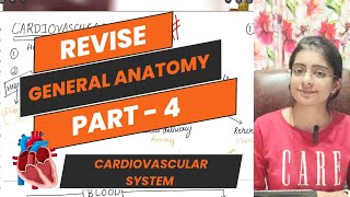 General Anatomy MBBS 1st Year CVS  Important PYQ  Anatomy Revision mbbs anatomy [upl. by Jacinto]