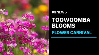 Toowoombas economy to bloom with monthlong Carnival of Flowers in Queensland  ABC News [upl. by Alaik]