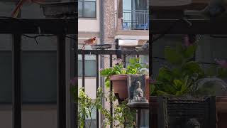 Northern Cardinal Bird on Balcony birds [upl. by Ara632]