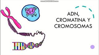 ADN cromatina y cromosomas [upl. by Yrreg]