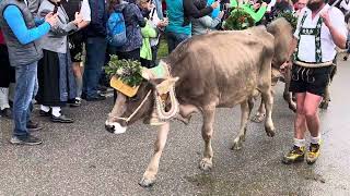 Viehscheid in Missen Oberallgäu 2023 Video 3 [upl. by Raoul523]